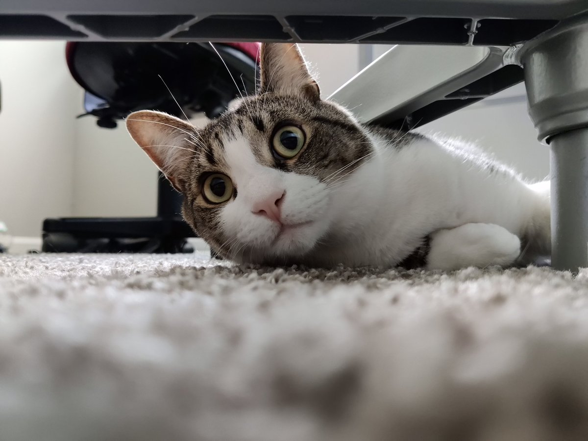 SwitchBackMongo's tweet image. Reached the phase in life where I unironically asked my coworkers "you watch the game last night?"

Here's stinky