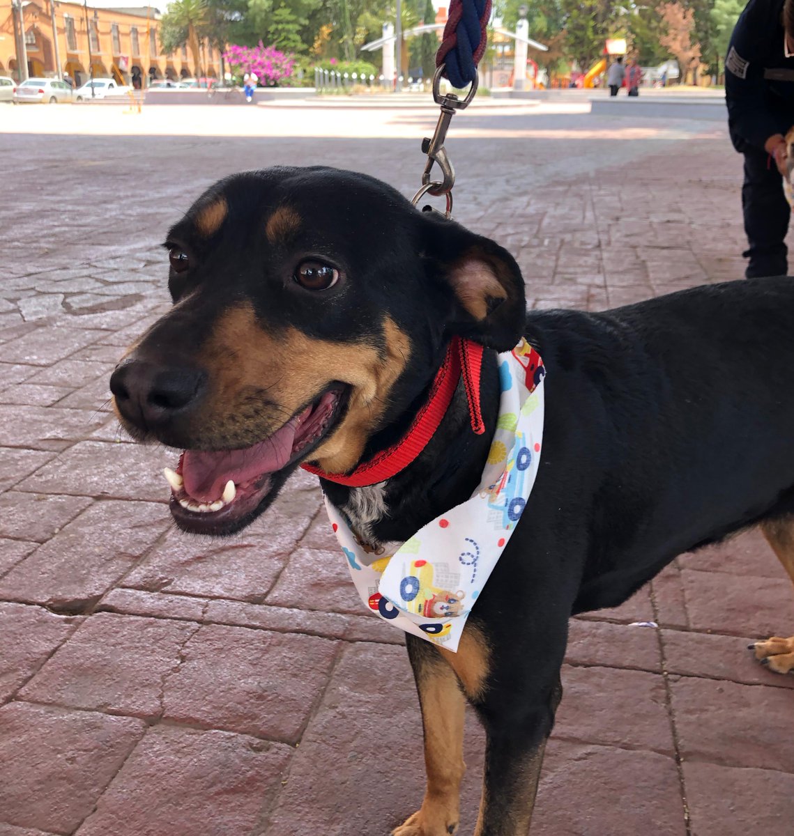 SanMateoAGob's tweet photo. Luneta, Güero, Black, Júpiter y Nala están en busca de un hogar y esperan tu visita en la explanada de la Plaza Cívica Benito Juárez, #SanMateoAtenco.
Acércate y contágiate de su energía y de su gran corazón. ❤️
#AdoptaNoCompres 🐾 https://t.co/vCoo56REDX