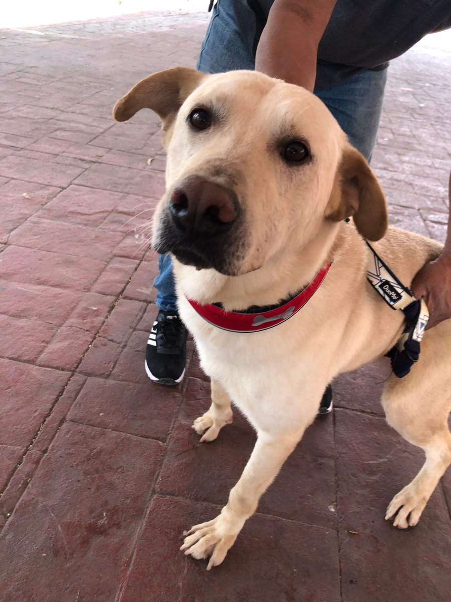 SanMateoAGob's tweet photo. Luneta, Güero, Black, Júpiter y Nala están en busca de un hogar y esperan tu visita en la explanada de la Plaza Cívica Benito Juárez, #SanMateoAtenco.
Acércate y contágiate de su energía y de su gran corazón. ❤️
#AdoptaNoCompres 🐾 https://t.co/vCoo56REDX