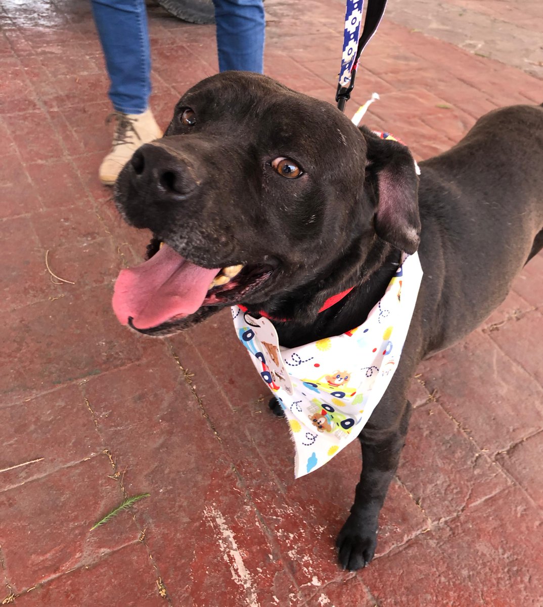 SanMateoAGob's tweet photo. Luneta, Güero, Black, Júpiter y Nala están en busca de un hogar y esperan tu visita en la explanada de la Plaza Cívica Benito Juárez, #SanMateoAtenco.
Acércate y contágiate de su energía y de su gran corazón. ❤️
#AdoptaNoCompres 🐾 https://t.co/vCoo56REDX