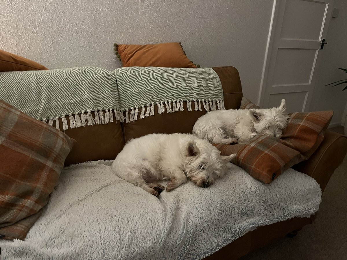 The best sofa cushions…..🐾💕🐾💙