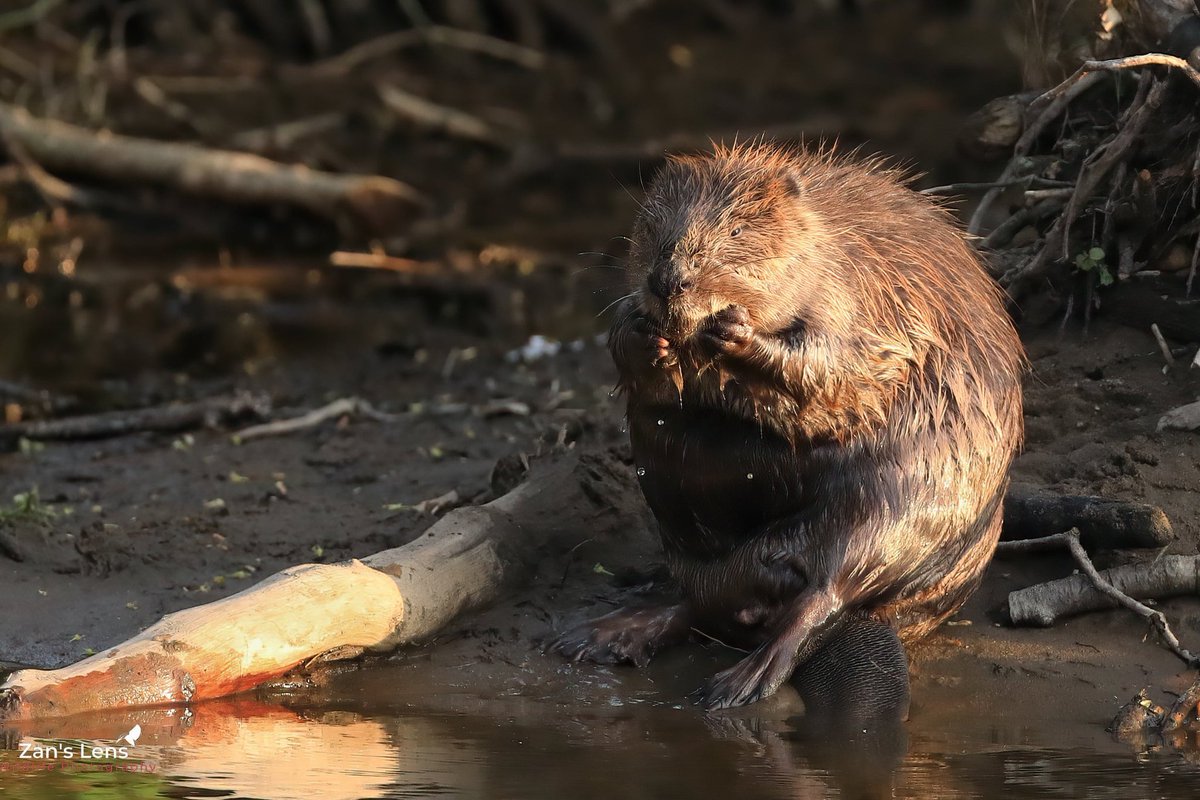 Beaver - morning bath and groom 😁