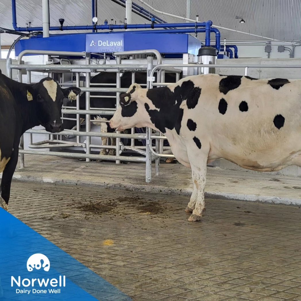 Norwell Dairy tweet media