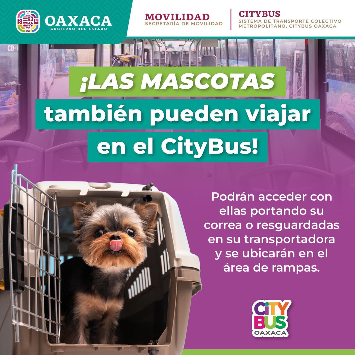 🐶😺 Las #Mascotas también pueden viajar en el #CityBus.

A través de sus redes sociales, @Citybus_GobOax ha anunciado que sus tres rutas permitirán el acceso a las mascotas mientras estén en su caja protectora o cuenten con collar. 

Estos serían asignados para viajar en el área…