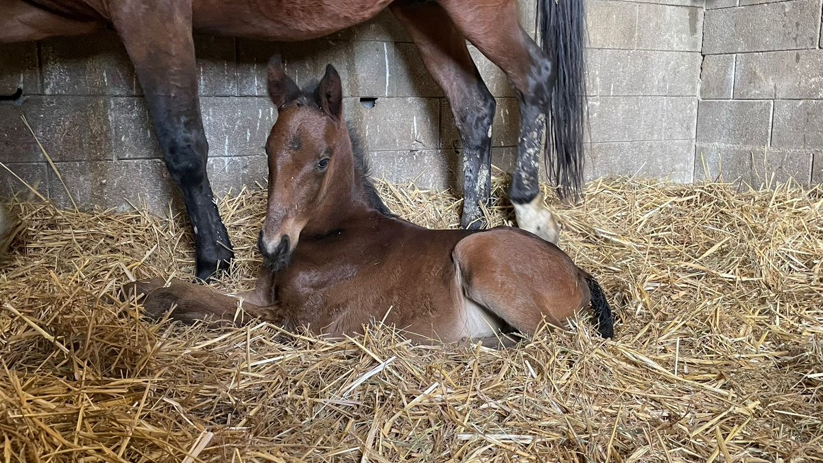 🐴GLADYS DES PLAINES est 💖 de vous présenter son 1️⃣er 🍼🐴♂️Royal Dream 
@ProvinceCourses @Paris_Turf @LeTrot