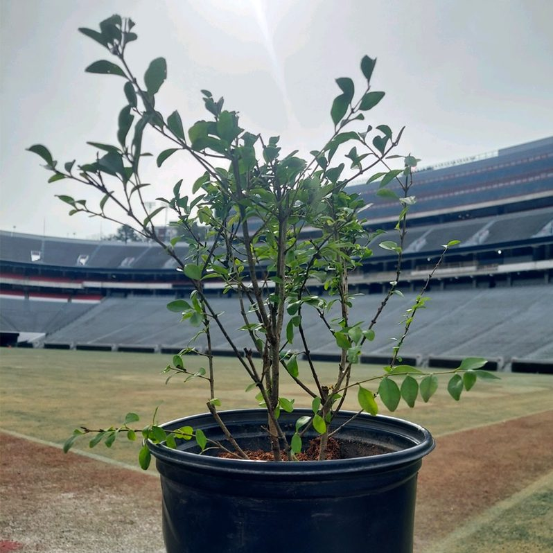 It's time to pick up your piece of Sanford Stadium history! Our first Hedge pickup is this Friday (4/12) from 11AM-6PM at the UGA Softball field. For those unable to make it, an additional date will be available on Sat. May 11. Order a Hedge today ⤵️ classiccitycollective.com/product/sanfor…