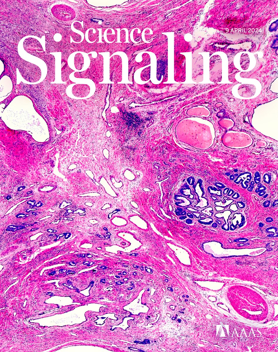 Don’t miss this week’s new issue of #ScienceSignaling! 

An experimental compound sensitizes stubborn prostate cancers to DNA damage, researchers illustrate how a host transcription factor enables influenza to escape the immune system, and more. scim.ag/6x8