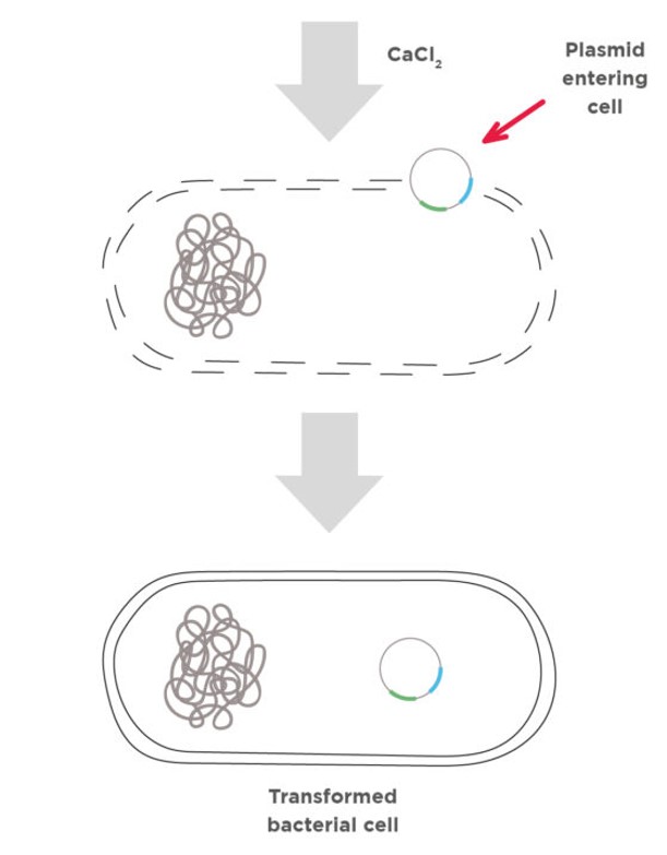 Want to give bacteria superpowers?🦠🧬Bacterial transformation is a technique to introduce foreign 🧬into bacteria allowing scientists to produce all sorts of useful things, like medicine & enzymes! Learn 3⃣ keys to #bacterialtransformation: minipcr.com/steps-baterial…