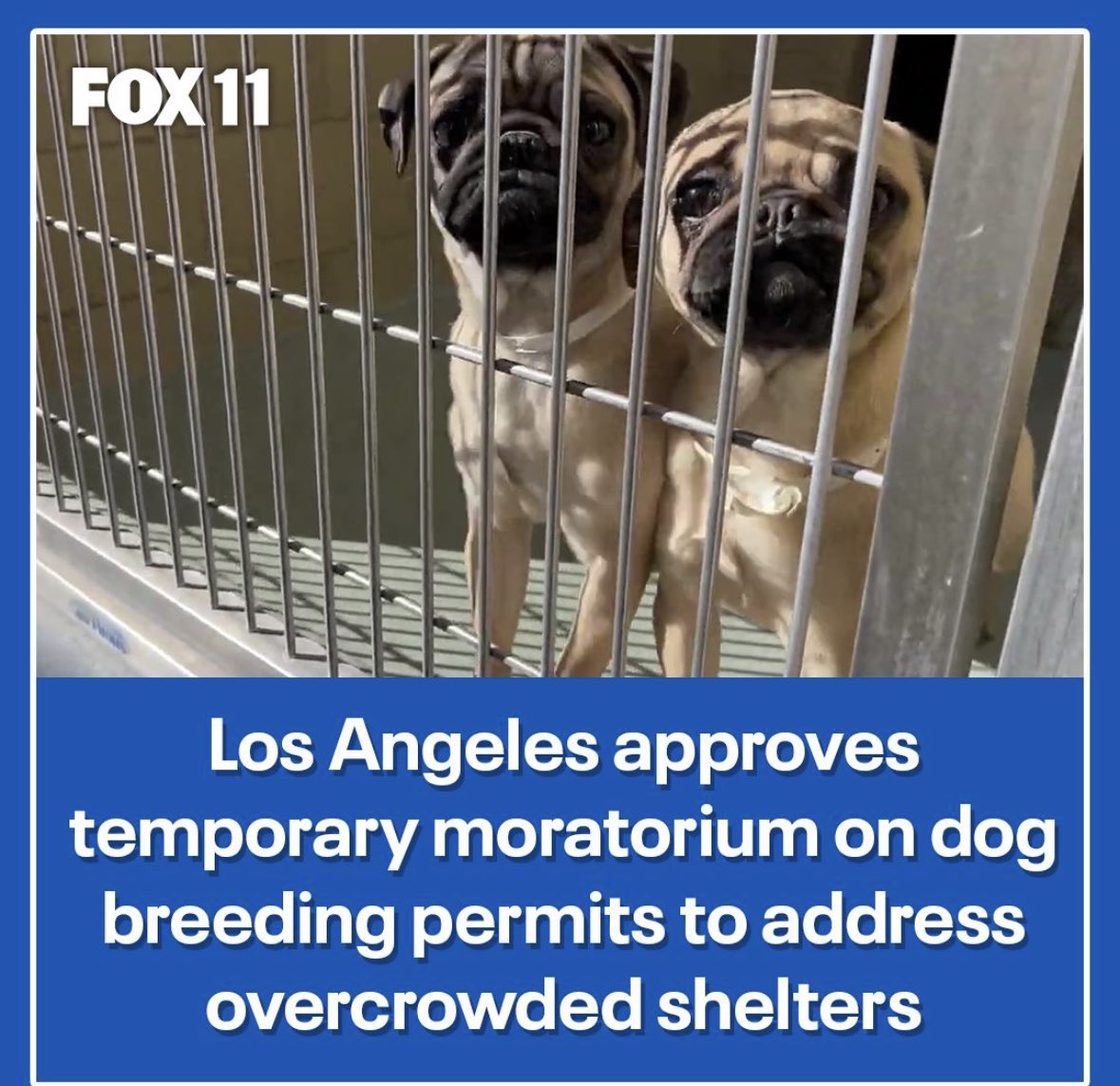 johnnyorescue's tweet image. Posted @foxla The City Council approved a temporary moratorium on dog breeding permits, which officials say is an attempt to address overpopulation at the six city-run animal shelters. Link in bio for full story at @foxla #foxla #lacity #dogbreeding