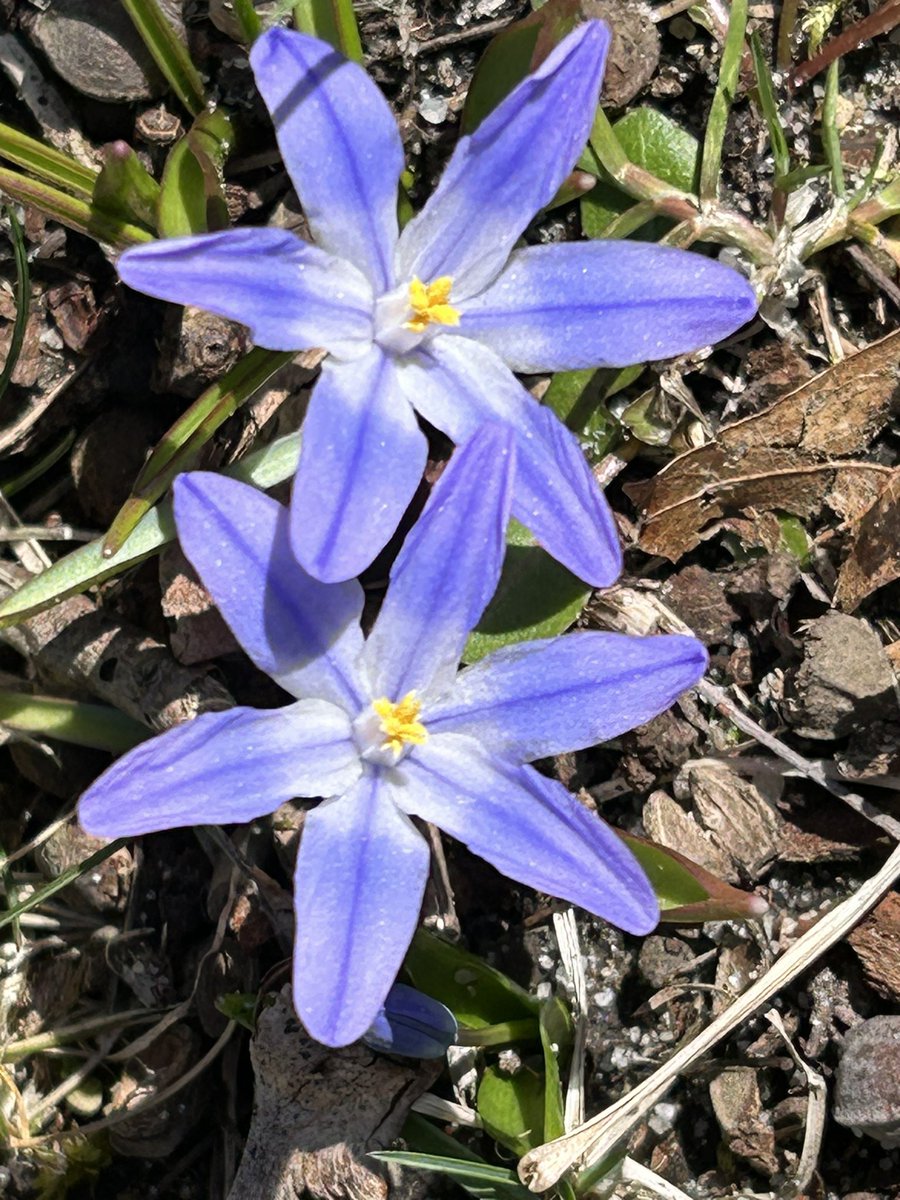 Afternoon flowers for you