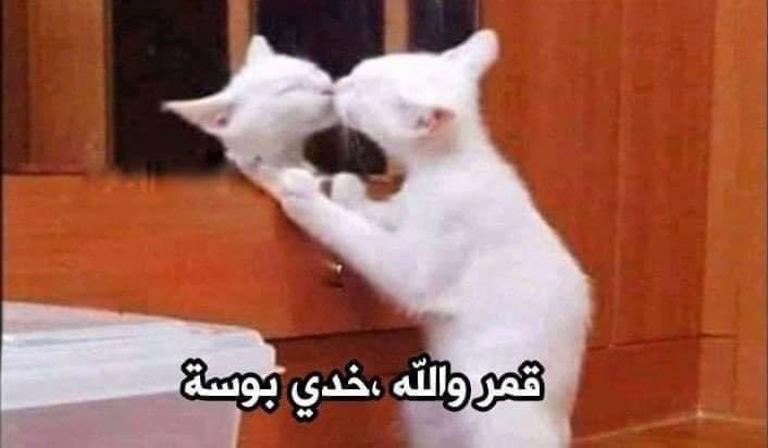 Egyptianmemees's tweet photo. *لما استحمى والبس بيچامة العيد وابص لنفسي في المراية* https://t.co/F1jejfK07R
