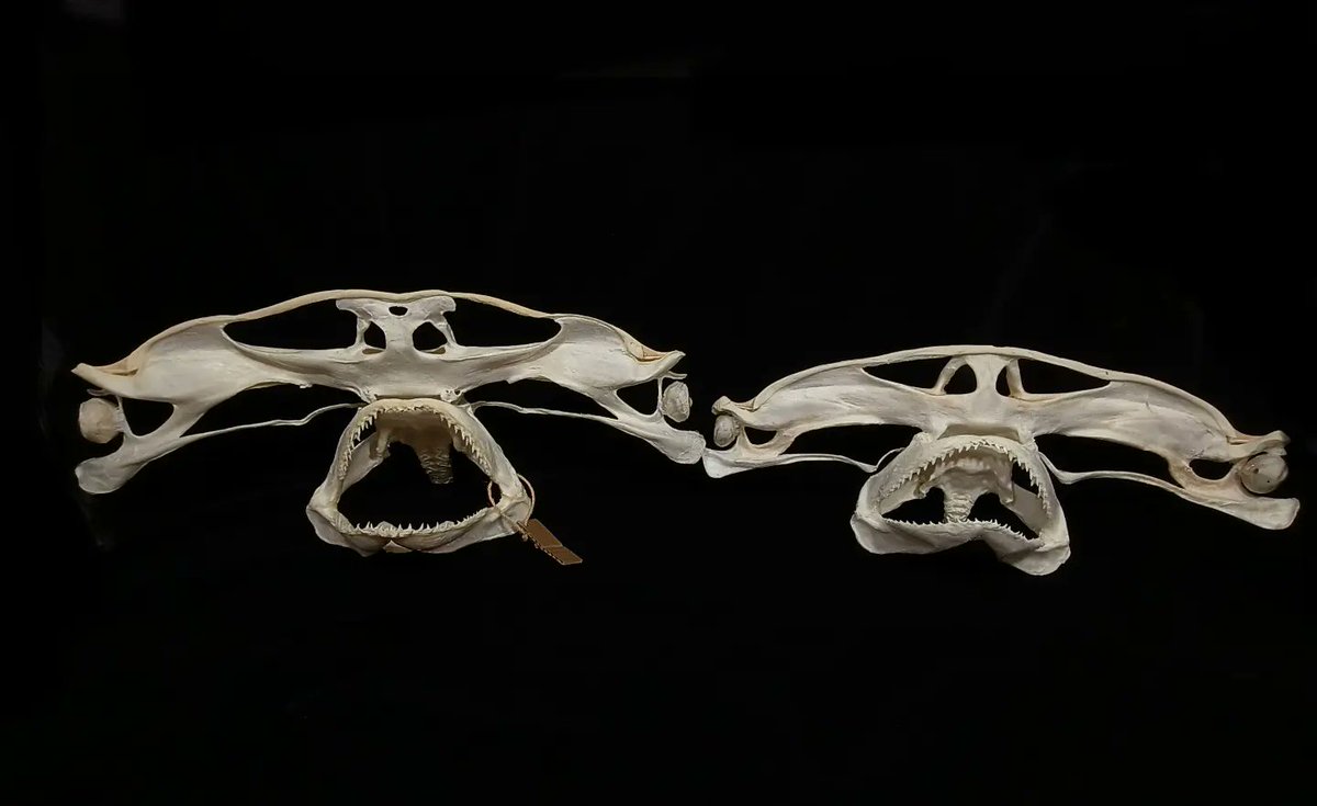 X.T Reptiles & Specimens Studio tweet media