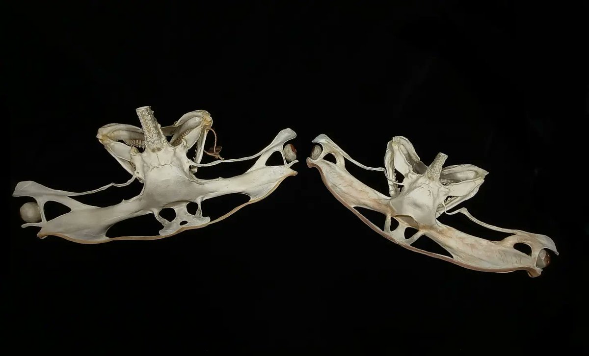 X.T Reptiles & Specimens Studio tweet media