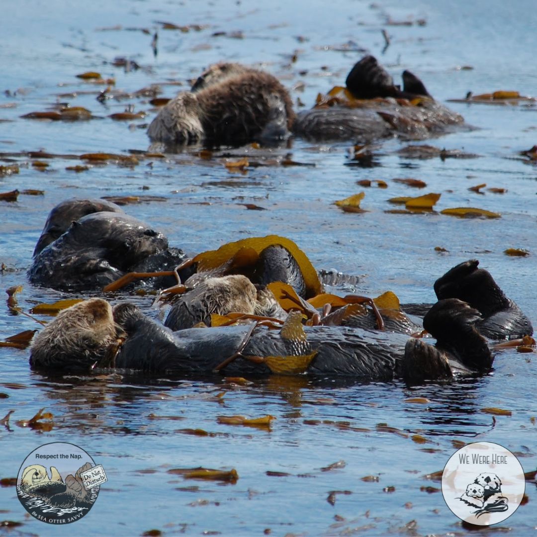 #InOtterNews: A study @MontereyAq reviewed 100 yrs of kelp map data, revealing that where sea otters have thrived, kelp has too. Despite 7% overall decrease in kelp across CA, Central CA kelp has increased 58%! The biggest factor that drove kelp survival: #seaotter density. 🧵👇