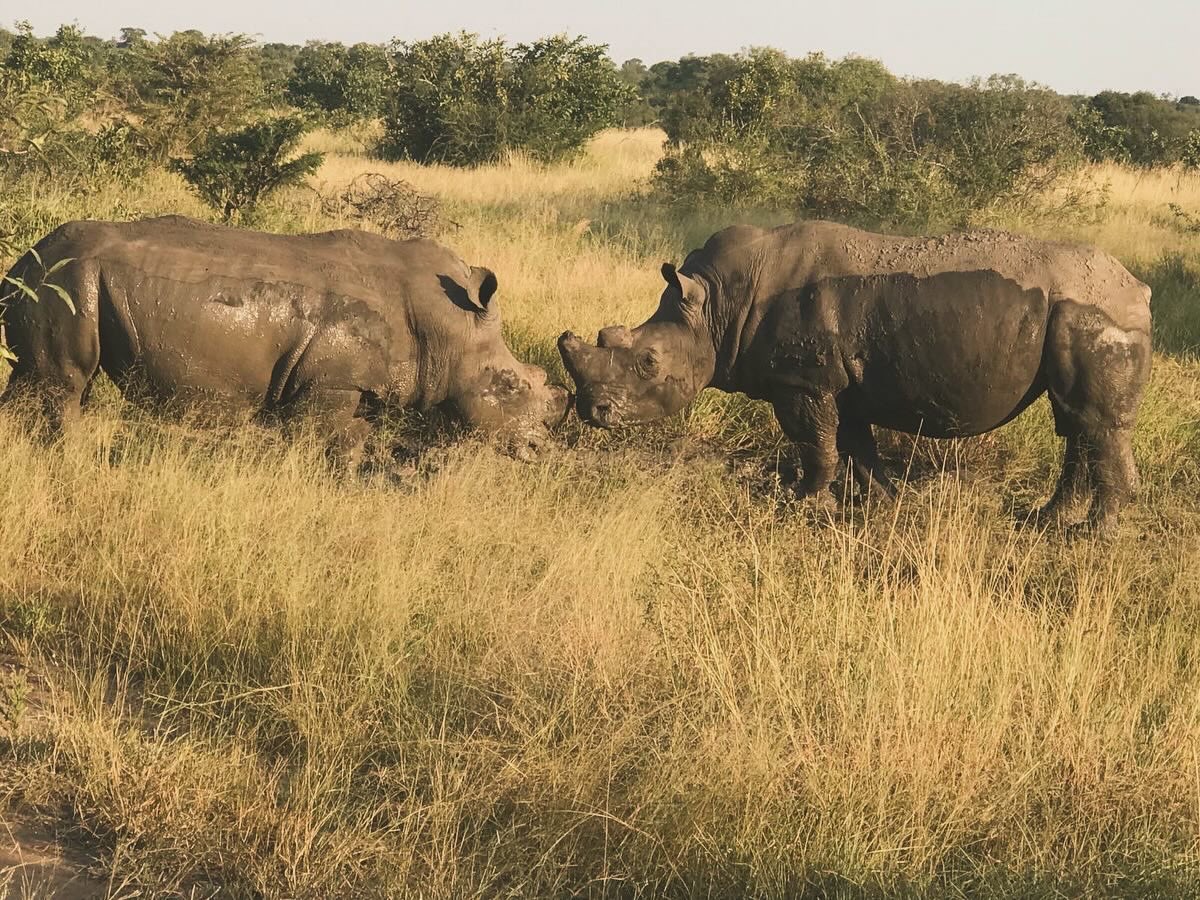 stevalo's tweet photo. Parc Kruger 1. South Africa https://t.co/S8tDrcxDwO