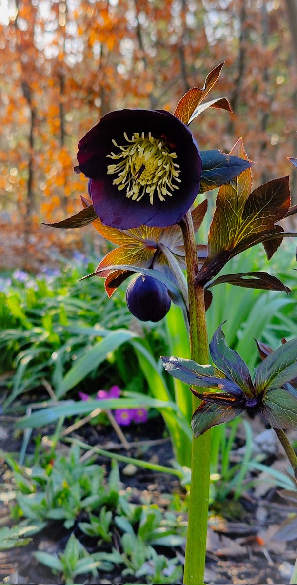 One of my very dark and lovely Hellebores 💜 #flowers #gardening