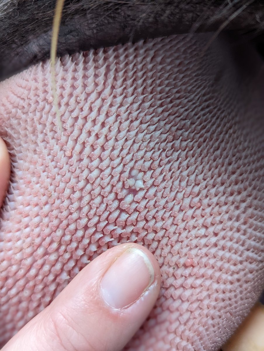 Happy #TongueOutTuesday from this tiger, Samar! Did you know that tiger tongues are covered in tiny spines called papillae? They are strong enough to strip fur and skin from their prey (or enrichment boxes) - a lick from a tiger wouldn't feel great.