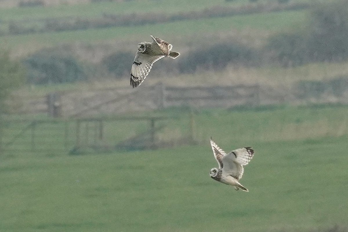 ‘Don’t go without me!’ Short Eated Owls putting on a beautiful display! @SuffolkBirdGrp @BTO_Suffolk