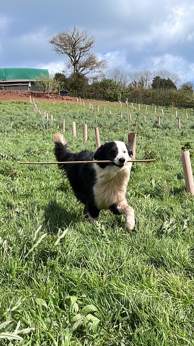 Another day spent soil sampling at @orchardeggs in a new agroforestry plot 🌳🐓 I’d say the hens were more helpful than Teddy 🐶 he kept stealing my bamboo canes! #agroforestry #soils #carbon @Riverford @blewinbell