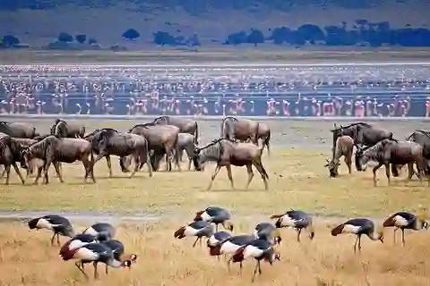 Ngorongoro Creater Tanzania 🇹🇿 There are approximately 25,000 animals in Tanzania's Ngorongoro Crater of just 100 square miles. The crater is home to the world’s densest population of lions, wildebeest, elephants, hippopotamus, rhinoceros, zebra, leopards, and hyenas.