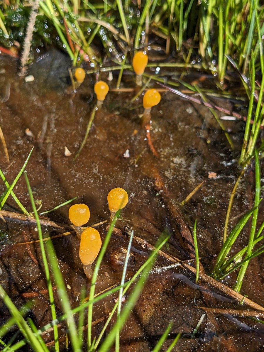 Bog beacons!