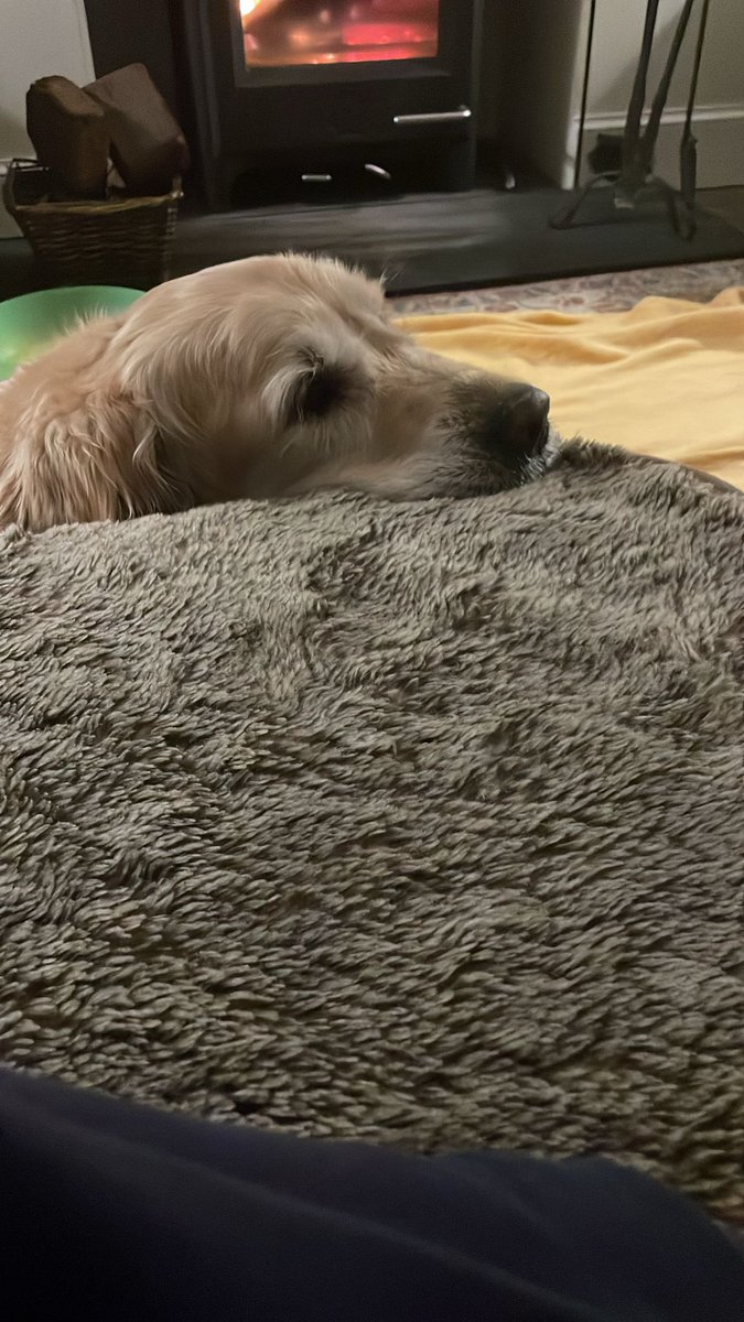 The family dog is 10 today. ❤️