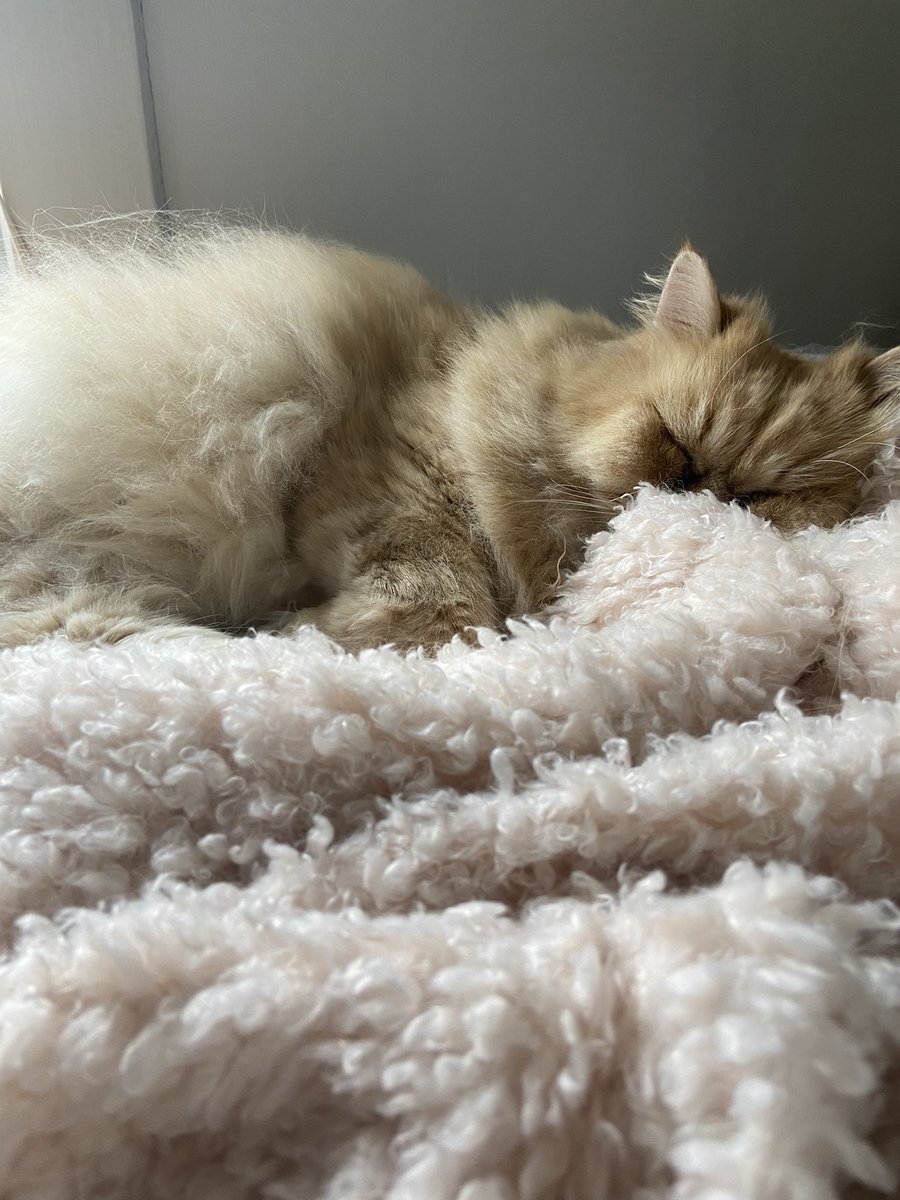 Where’s the fluffy kitty? #Tigger #Tuesday #cozy #snoozingcat