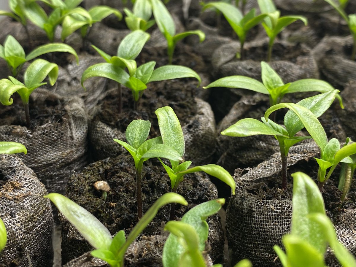 Start growing food for yourselves my friends. Times are increasingly challenging &amp; only when we garner the courage to do the work we’ve allowed others to do for us will we lose any feelings of anger &amp; hopelessness, &amp; will move into the life we all know belongs to us #foodfreedom