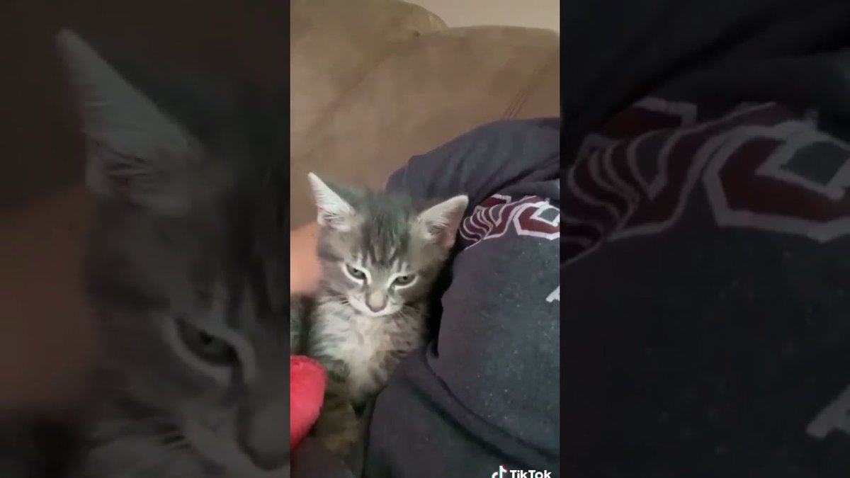 MeowMoeDotCom's tweet photo. I want your arm ππ it's feel me better ππ ## ...
https://t.co/FcCE2bevBt
#AdoptionAnimals #AnimalsSound #BabyAndAnimalLove #BestPets https://t.co/puOjct7uwD