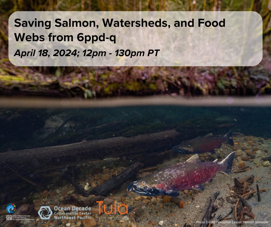 6ppd-quinone is a toxic tire dust that runs off from roads into streams 🛞 having deadly effects on critical #salmon habitats🐟 Join us April 18 as we discuss actions being taken to protect salmon, #watersheds and food webs from #6ppdq 🌊 Register now!🔗tinyurl.com/yhh3s7xn