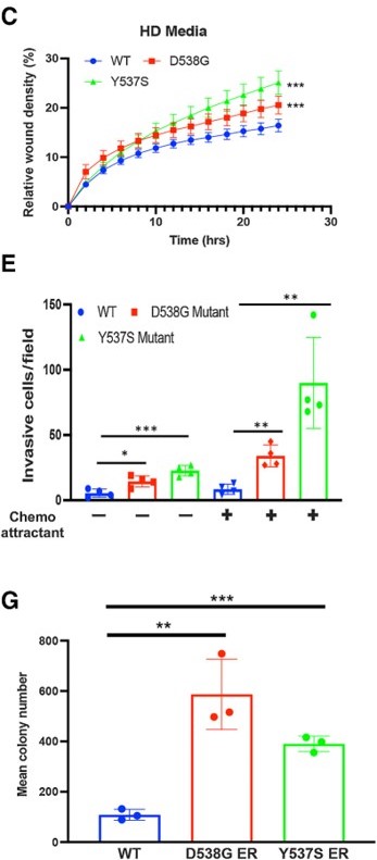 Allele-Specific Gene Regulation, Phenotypes, and Therapeutic Vulnerabilities in Estrogen Receptor Alpha–Mutant #EndometrialCancer, by @GertzLab is a great primer for today's #AACR24 mini-symposium on gene expression regulation in cancer. bit.ly/3UaFcYQ @AACR