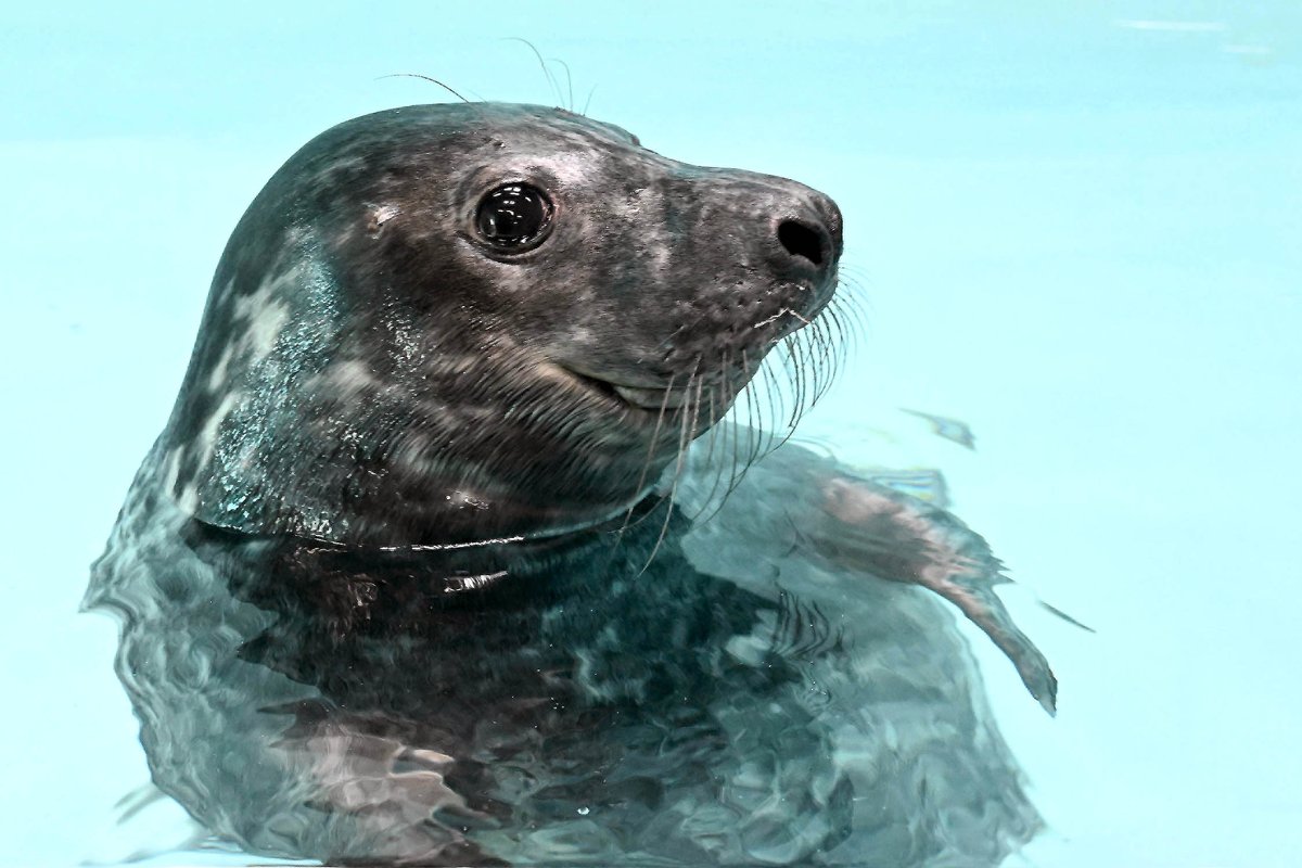 Weighing in at a steady 130 pounds, our adorable #greyseal pup has been exploring every nook and cranny of his behind-the-scenes habitat. His animal care team reports that he's even begun to vocalize with his other grey seal and sea lion neighbors! Stay tuned for more pupdates.