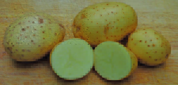 Albert Bartlett looking for more resilient potato varieties Read more via #HortNews >> hortnews.com/articles/horti… @Albert_Bartlett