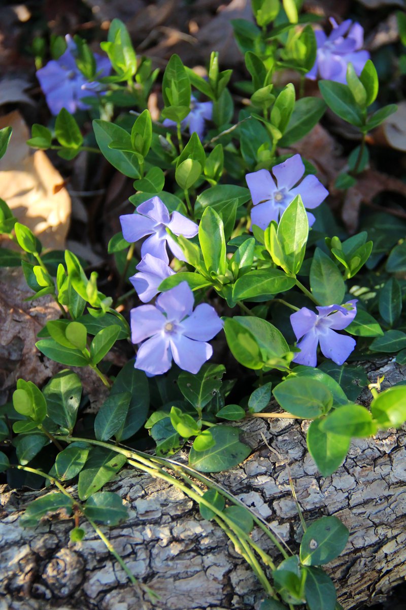 C_Truth_'s tweet photo. #Peach tree blossoms, #vinca minor ground cover, #wildviolets, and #forsythia. 3.17.24. 🌸🪻🌼 #gardeningtwitter #naturephotography #gardenersworld https://t.co/yEFEixkKk7