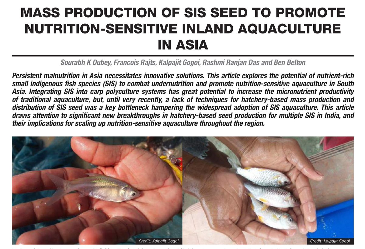 🐟 Small indigenous #fish are often richer in #micronutrients than larger farmed fish like tilapia. In South Asia where nearly half a billion are #undernourished, @WorldFishCenter's scalable production breakthroughs provide a new hope. Read more: on.cgiar.org/4aEvmnO