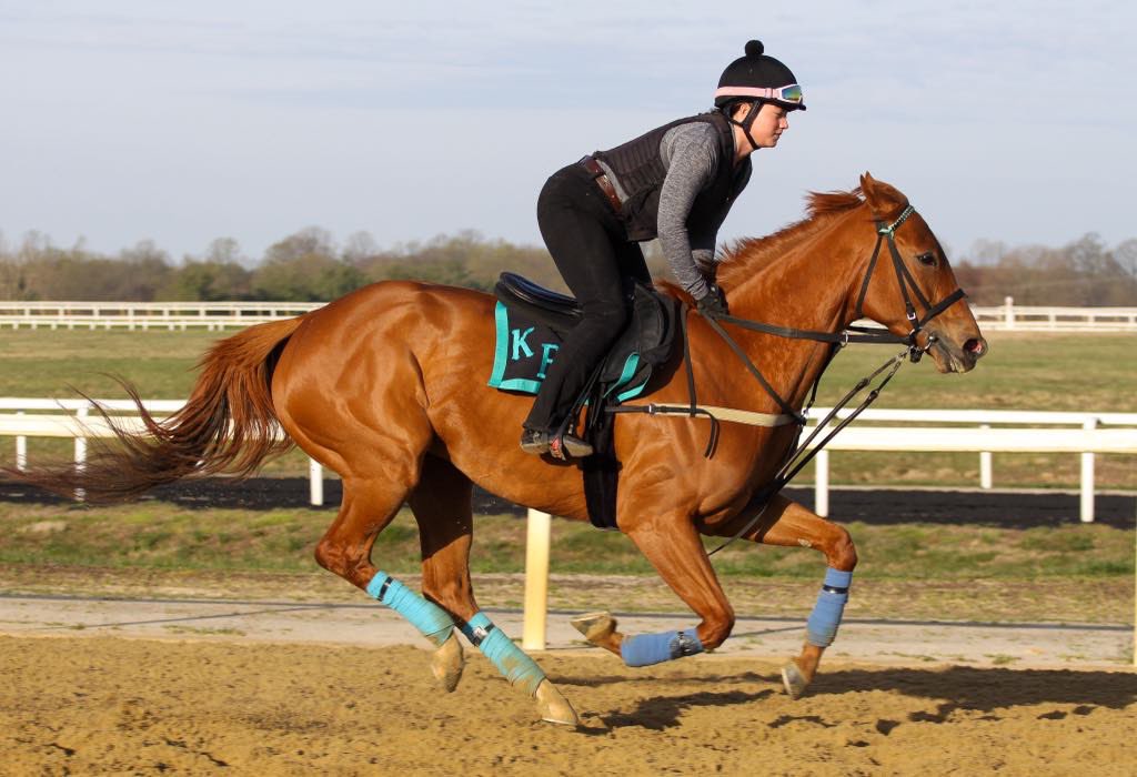 Western Lane stretching her legs this morning at Fair Hill ⭐️