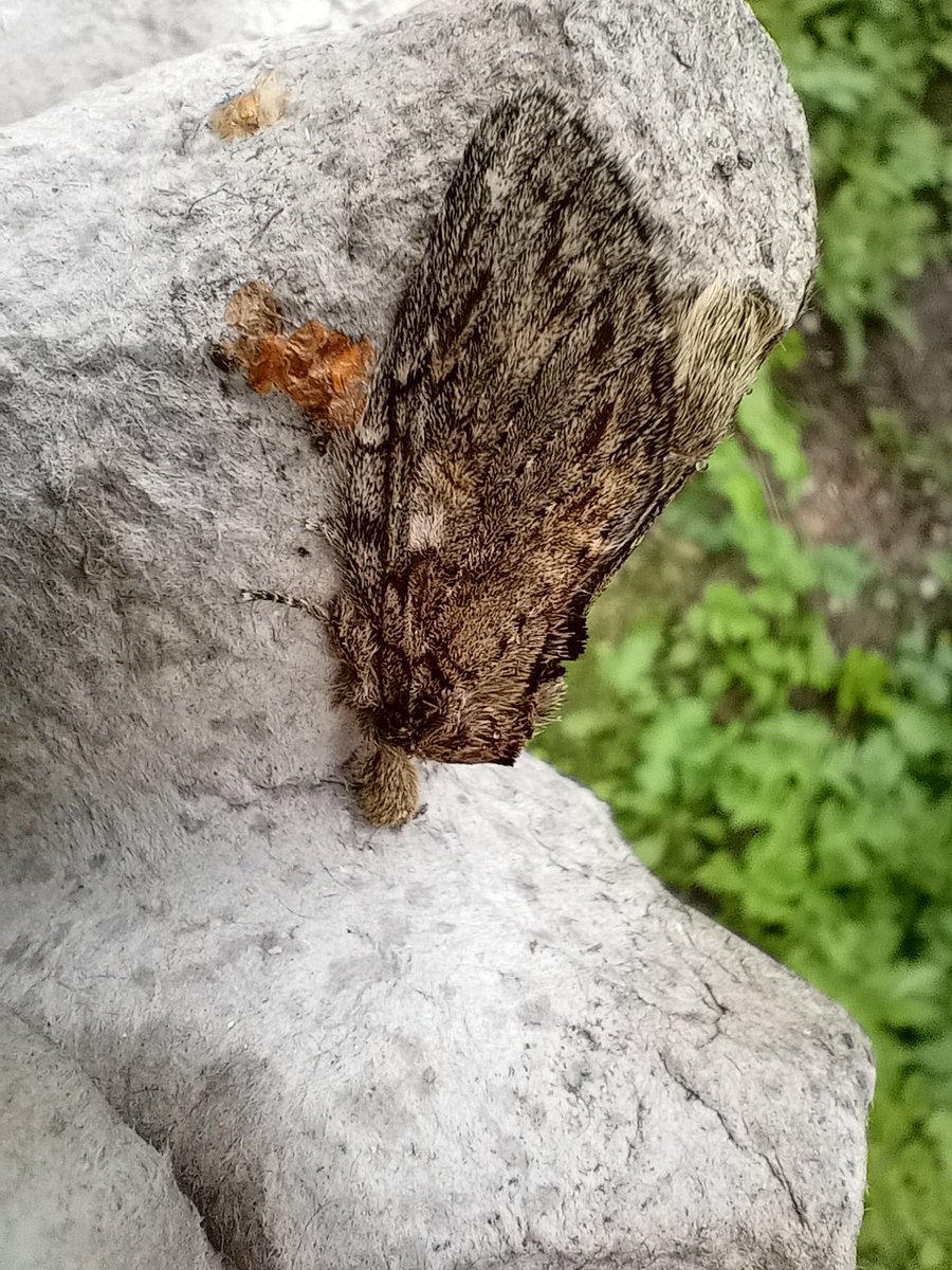 By contrast to last year, an early example of Great Prominent at Ryton Pools last night. You can usually set your clock by this species, with the historic first annual record dates being 15th/16th April (usually with Chocolate-tip on the same night).