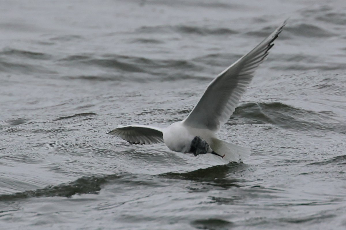 A sequence of shots of the SWP Bonaparte's Gull taking a midge of the surface yesterday.