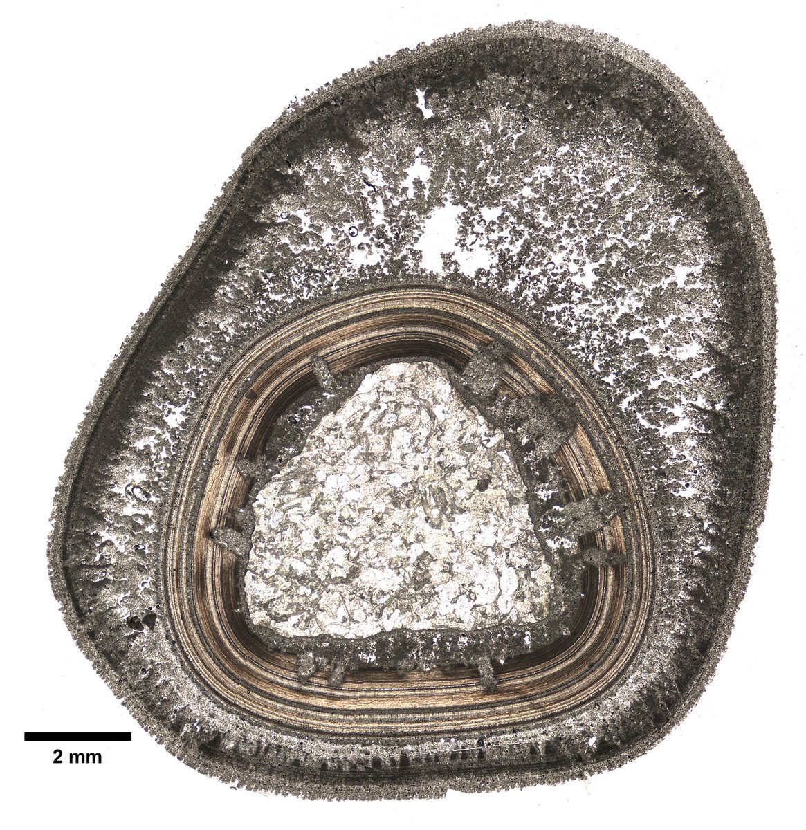 The #Seds_Online Team invites to the April Webinar titled 'Rapid growth and recrystallization of cave pearls: implications for carbonate diagenesis' from Leslie A. Melim, today at 4 pm UK: sedsonline.com/future-webinar…