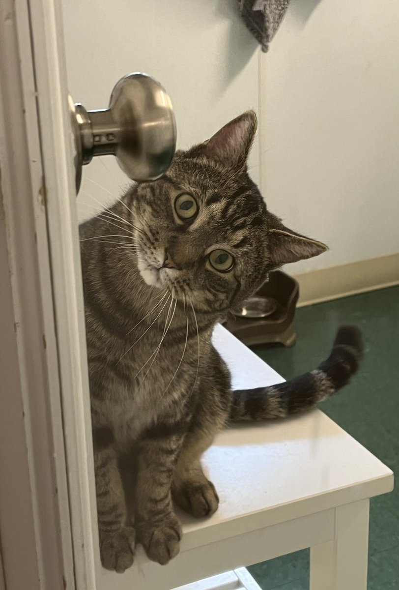 'Hi, are you here to meet me?' If you would like to be greeted like this every day by a playful, well-mannered boy, then Santana is the one for you! #tabbytuesday #adoptablecats #rescuecats #adoptme