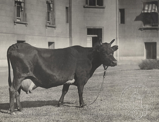 Congress had a cow about dairy in 1921. #NationalFarmAnimalsDay history.house.gov/Blog/2015/June…