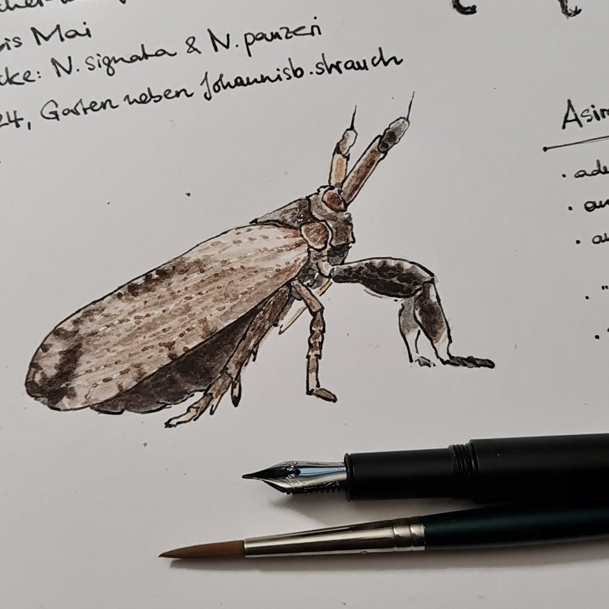 #littlecritterdiary DAY 19 Asiraca clavicornis, a peculiar planthopper from my garden. Rather rare but widespread in warm and dry places all year round.