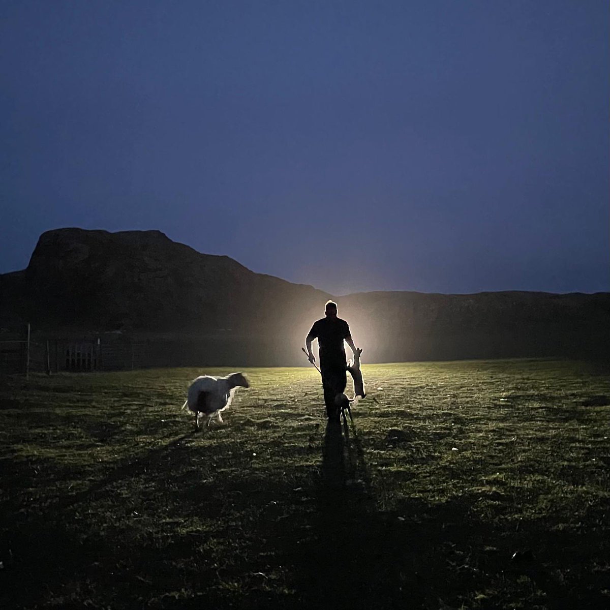 Another day done👍🐑 #lambing2024 #belongtoiona @joannemacinnes