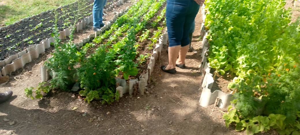 Recorrido Nro 97 del #GrupoNacionalAgriculturaUrbana por todos los Municipios de la Provincia #LasTunas. Se visitan nuevos organopónicos en producción y áreas de autoconsumos en las entidades @YdaelB @MMarreroCruz @JorgeLuisTapiaF @PresidenciaCuba @AsambleaCuba @MINAGCuba