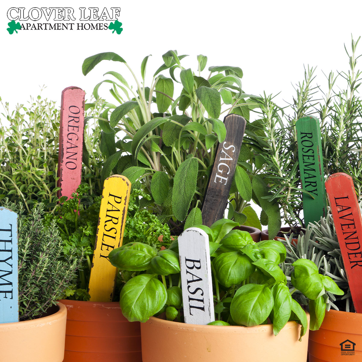 Take advantage of the #spring weather and grow your own herbs on your patio or balcony this season. 🪴🌤 Ready to see more of our amenities? 👉 cloverleafal.com