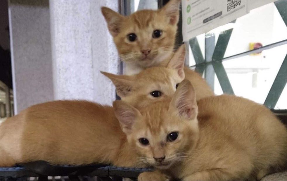 Celebrating the beautiful bond of family. ❤️the purrfect trio of love, mischief, and endless cuddles. 🐱💕 #CatLover  #FurryFamily #ThreeAmigos #PawsomePals #CuddleBuddies #CatLife  #AdorableCats #LoveMyCats #FelineFriends #MeowMadness