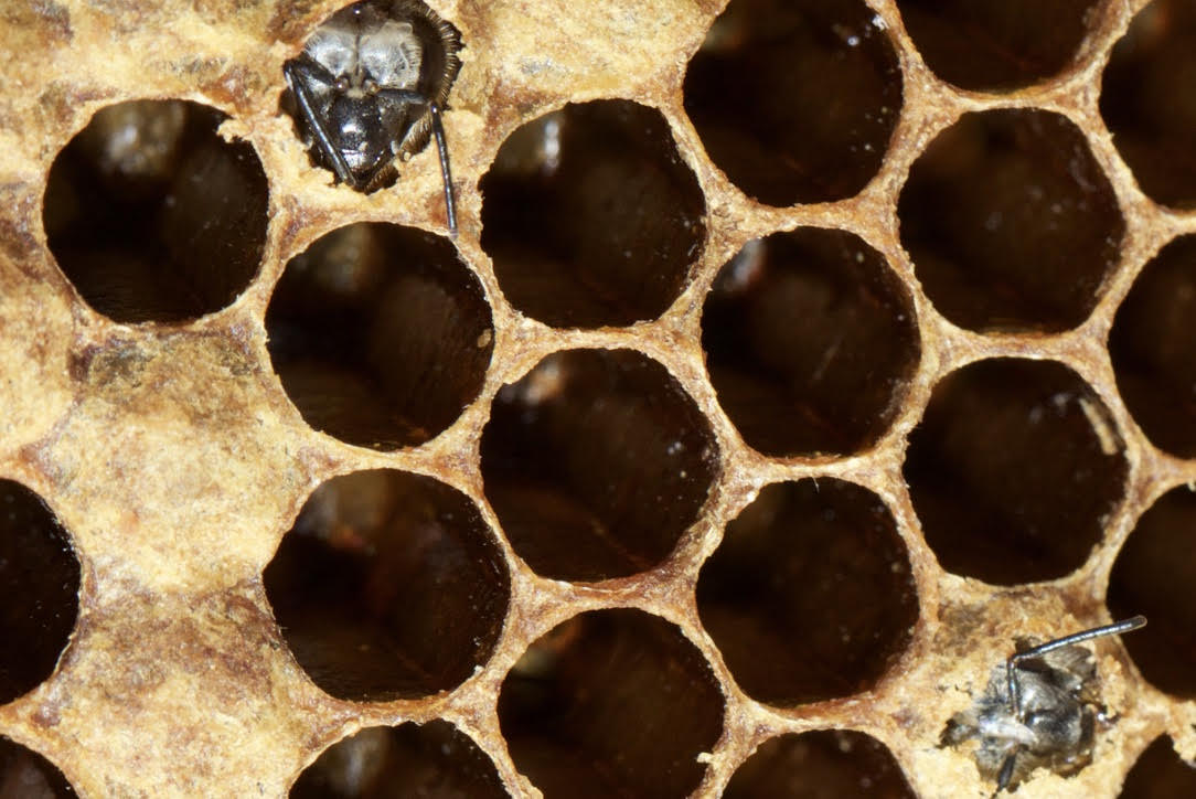 Article Spotlight: The role of temperature on the development of circadian rhythms in honey bee workers Watch a video with author Manuel A Giannoni Guzmán - bit.ly/4aKLNyB #AnimalBehavior #DevelopmentalBiology #Entomology #Neuroscience #Zoology