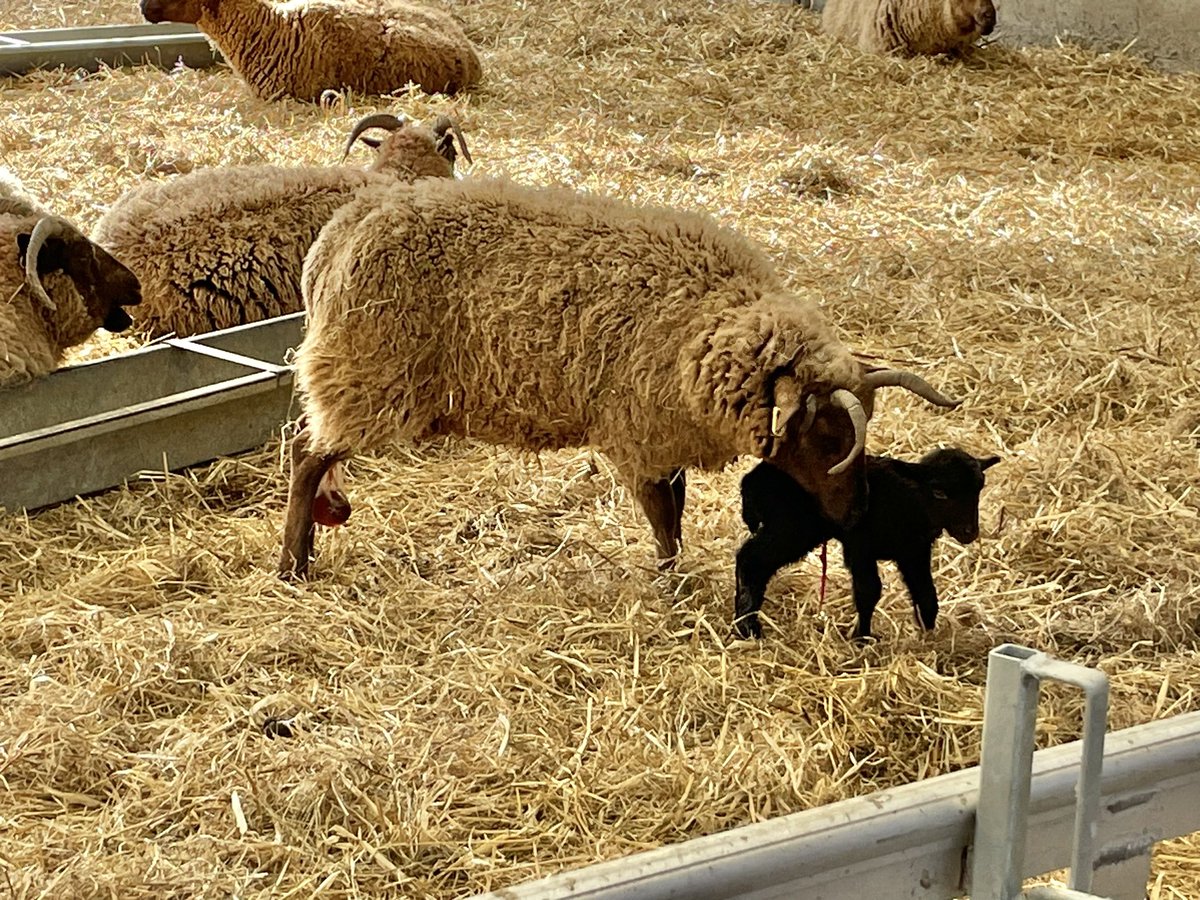 Just born! Little shearling ewe with beautiful wee lamb #manxloaghtan #rarebreed #nativebreed #lambing #farming #isleofman
