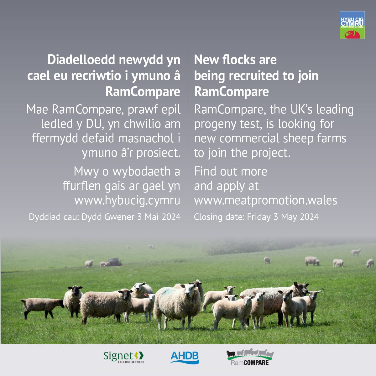 Wanted! Flocks for @RamCompare, the UK's leading progeny test. Apply today to help drive faster rates of genetic improvement across the industry. Closing date: Friday 3 May 2024 Find out more at: meatpromotion.wales/en/news-indust…