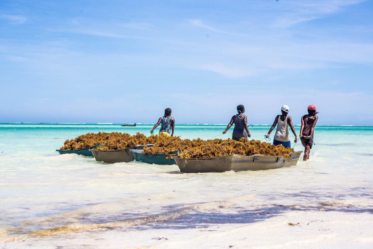 A healthy ocean benefits people and nature. That’s why in FY22 @USAID invested over $73 in 25 countries to promote #SustainableFisheries and conserve #MarineBiodiversity to help communities thrive. More: biodiversitylinks.org/library/resour… #OceanDecade